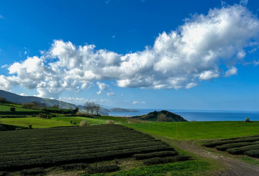 Rows of a tea plantation on green hills under a blue sky with white clouds, S&atilde;o Miguel, Azores